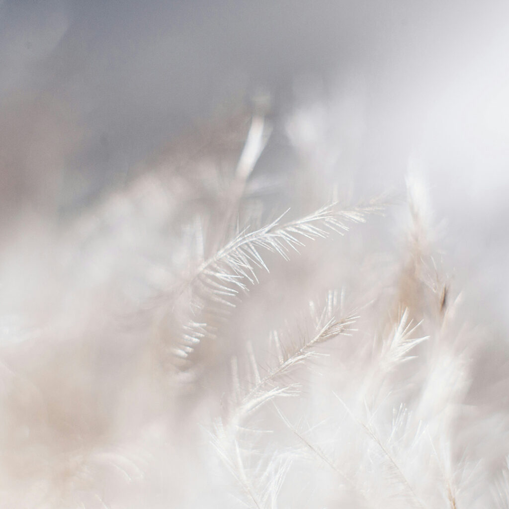 Down feathers used in winter jacket insulation.